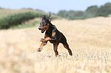 DOBERMANN 899